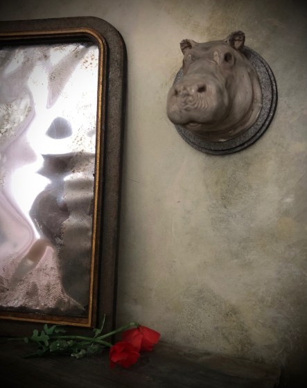 hippo1