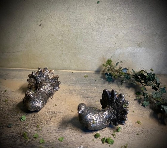 pidgeons