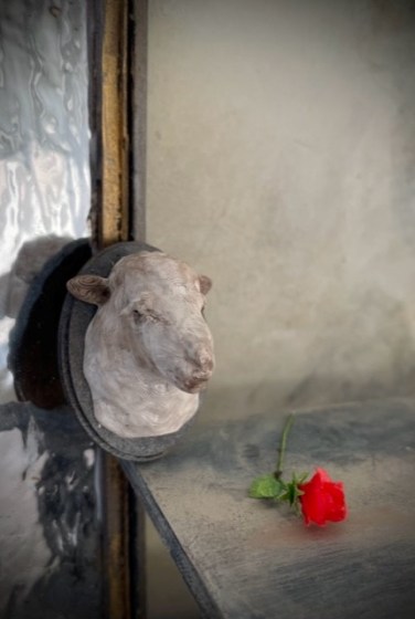 sheephead